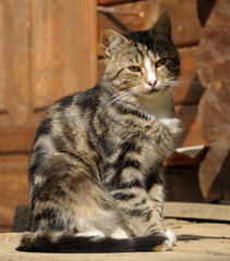cat sitting on the woden floor