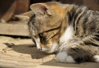 cat laying on the woden floor