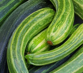 Zucchini 11