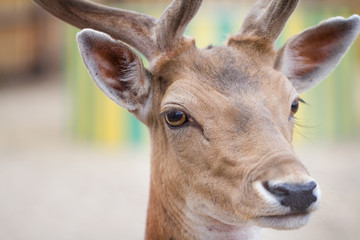 Fallow deer (Dama dama) head, close-up shot