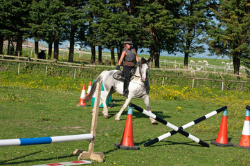 Horse evading a jump