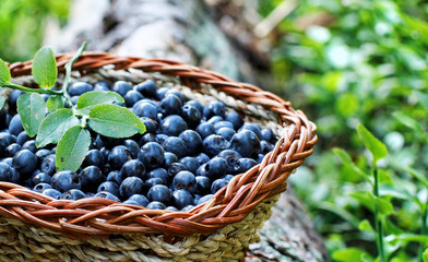 Fototapeta na wymiar blueberry in a basket