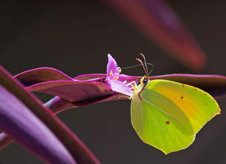 purple and yellow