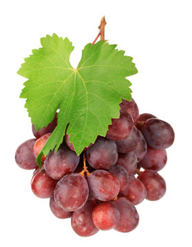 Ripe delicious grapes in hand isolated on white
