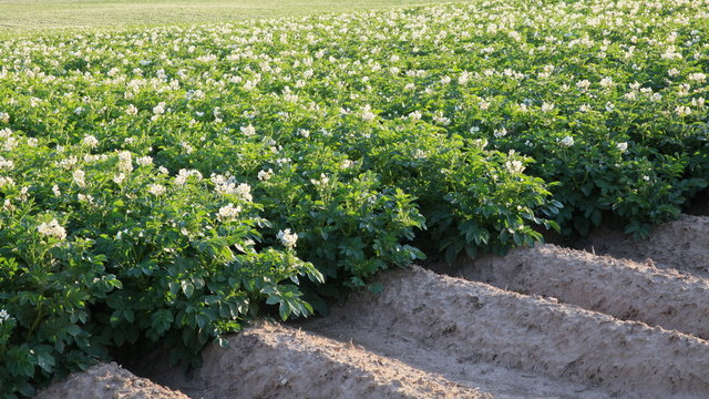 Kartoffelacker-36106b1