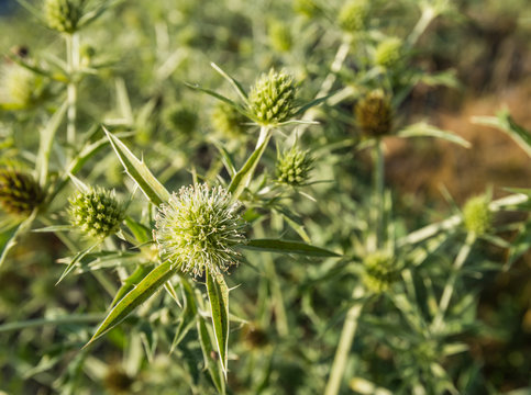 Closeup of flowering Field eryngo