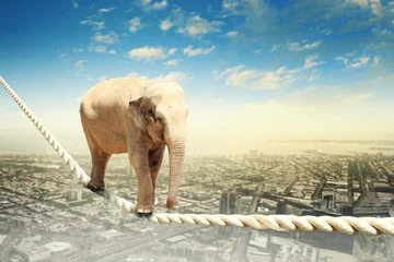 Crédence de cuisine en verre imprimé Photo du jour Éléphant marchant sur une corde