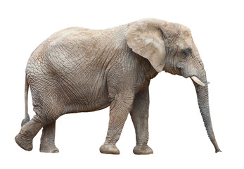 Fototapeta na wymiar African elephant (Loxodonta africana) female.