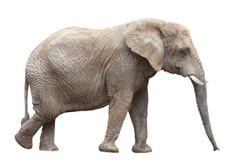 Foto op Aluminium Afrikaanse olifant (Loxodonta africana) vrouwtje. © Kletr