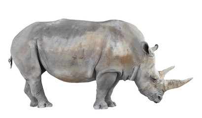 Obraz premium The Northern White Rhinoceros (Ceratotherium simum cottoni).