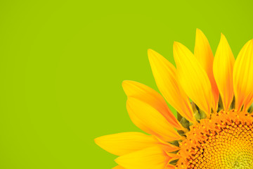 sunflower background