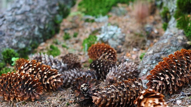 Pine cones falling on the forest ground