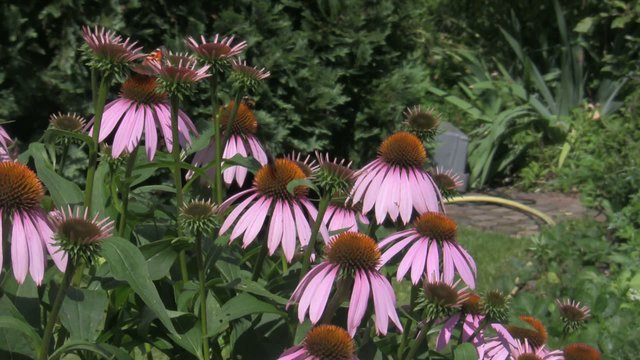 Roter Sonnenhut - Echinacea purpurea