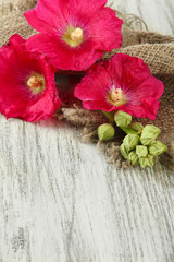 Pink mallow flowers on wooden background