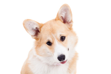 Pembroke Welsh Corgi puppy isolated on a white background