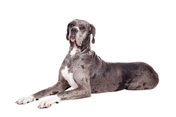 Blue Merle Great Dane sitting head shot isolated on white