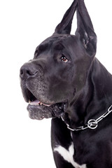 Black Great Dane, on the white background
