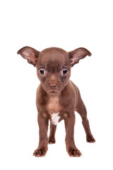 Chocolate Chihuahua puppy the age of 1 month isolated on white