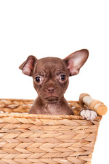 Chocolate Chihuahua puppy the age of 1 month isolated on white