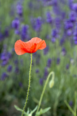 Fototapeta premium Wild Red Poppy