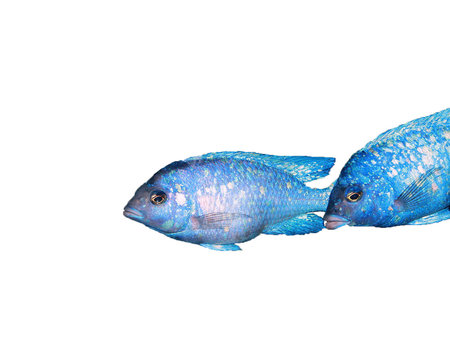 fish swimming on white background.