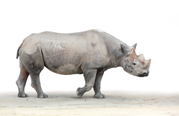 Obraz premium The Black Rhinoceros (Diceros bicornis).