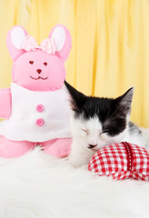 Fototapeta na wymiar Small kitten on white carpet on fabric background
