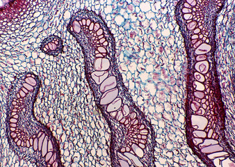 Cell Gene Microscopic Series