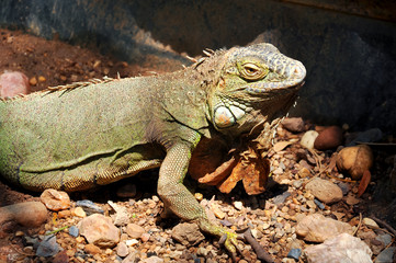 Green Iguana