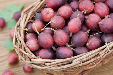 frisch gepflückte stachelbeeren