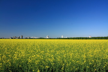 Berlin im Rapsfeld