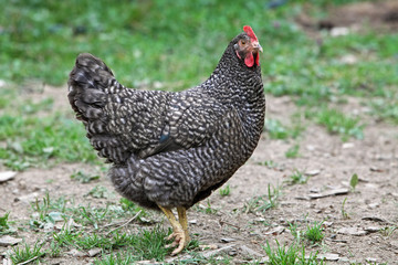 Hen in nature - farm