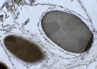 Cell Gene Microscopic Series