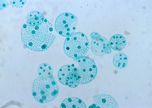 Cell Gene Microscopic Series