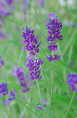 Detail of purple lavender flower in nature
