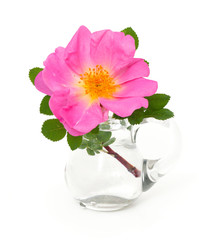 beautiful roses in a glass vase