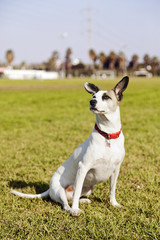 Mixed Jack Russel Portrait in the Park