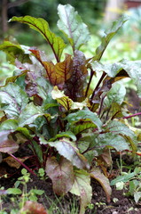 Beet greens in the garden