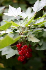 Ripe red currant on a bush