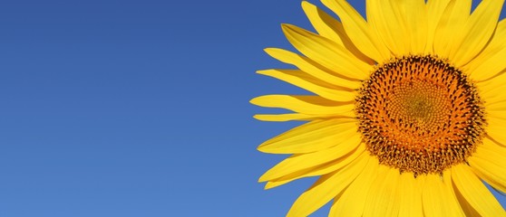 Sonnenblume am blauen Himmel