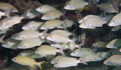 An Atlantic ocean species of marine animal.