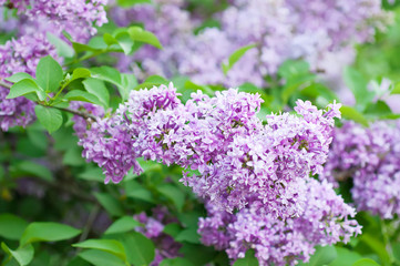 Fototapeta na wymiar Branch of lilac flowers