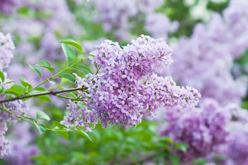 Branch of lilac flowers