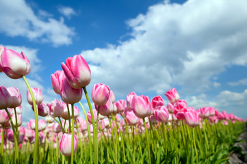 many pink tulips on field