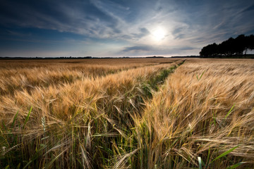 golden wheat field before sunset