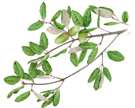 Leccio - Quercus ilex