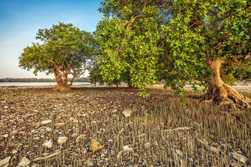 Exotic tropical beach.