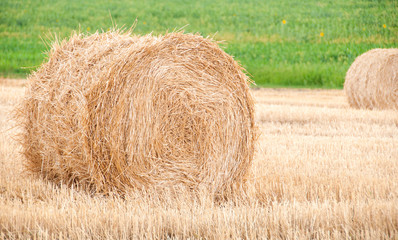 Bundles of straw on the field after harvest.