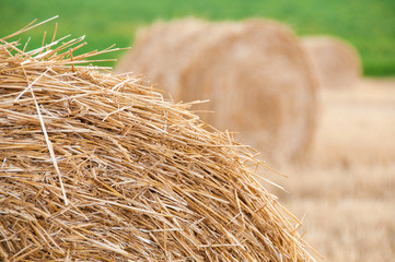Bundles of straw on the field after harvest.