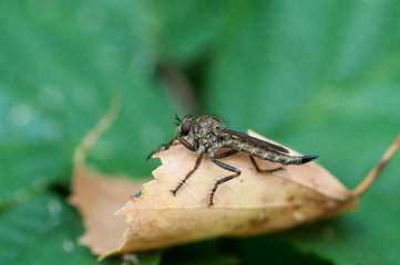 Insect gad horse fly © irontrybex